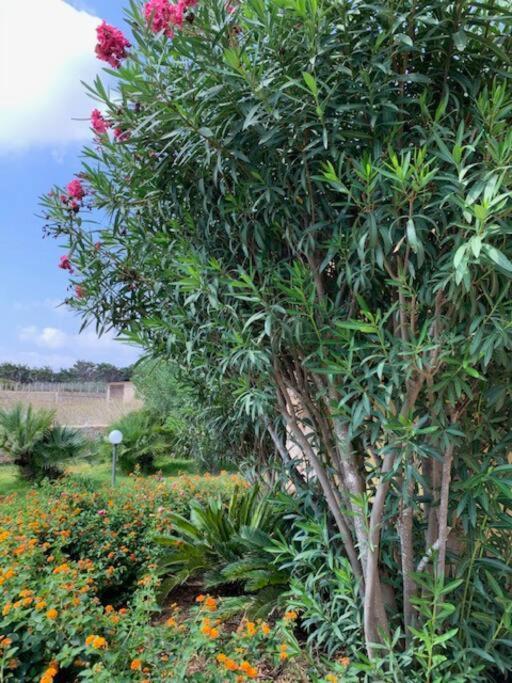 Villa Maveda, Un Dammuso Immerso Nel Verde Lampedusa Exterior foto
